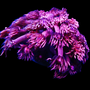Aquacultured Goniopora Pink