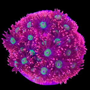 Aquacultured Goniopora Red Green Mouth