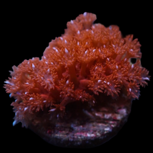 Aquacultured Goniopora Red Somaliensis