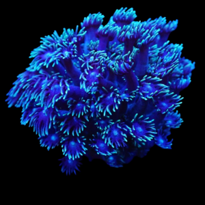 Aquacultured Goniopora Van Gogh