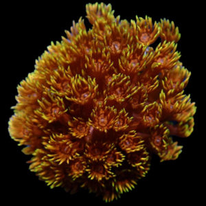Aquacultured Goniopora Inferno