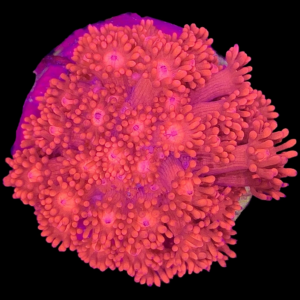 Aquacultured Goniopora Red