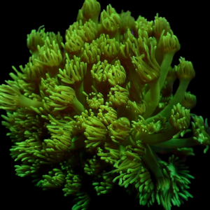 Aquacultured Goniopora Soft Green
