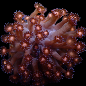 Aquacultured Goniopora Stars & Mars