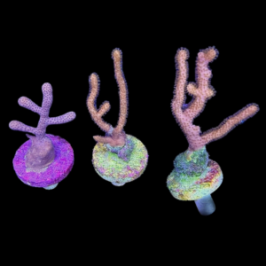 Aquacultured Gorgonian