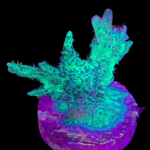 Aquacultured Hydnophora Branching