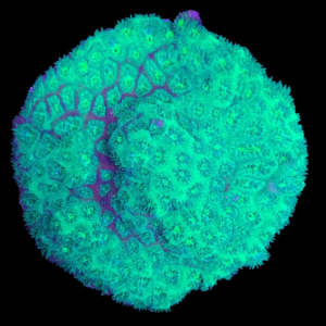 Aquacultured Leptastrea Green