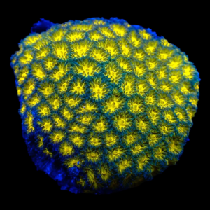 Aquacultured Leptastrea Orange