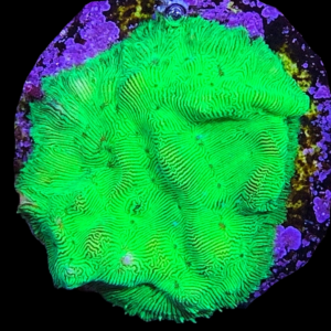 Aquacultured Leptoseris Green