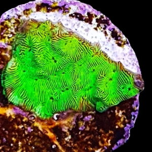 Aquacultured Leptoseris Green Glitter