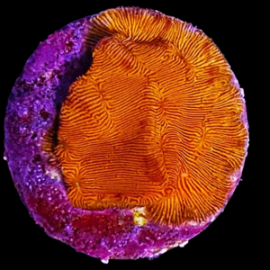 Aquacultured Leptoseris Orange