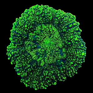 Aquacultured Lobophyllia Green