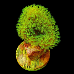 Aquacultured Lobophyton Devils Hand