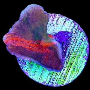 Aquacultured Monti Cap Grafted Tricolour