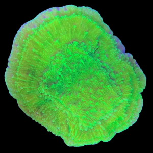 Aquacultured Monti Cap Green
