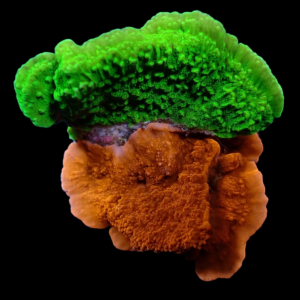 Aquacultured Monti Cap Red & Green Combo