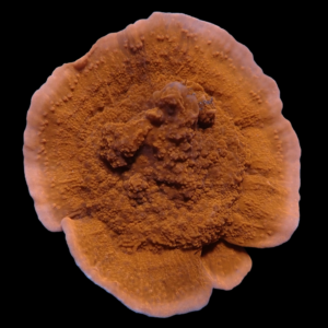 Aquacultured Monti Cap Red