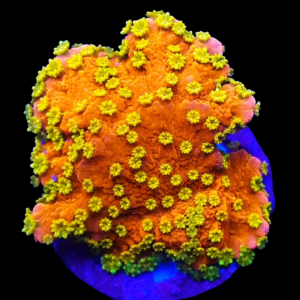 Aquacultured Monti Cap Sunfire