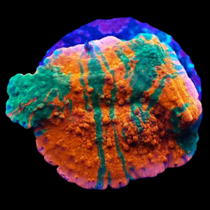 Aquacultured Monti Cap Grafted Red / Green