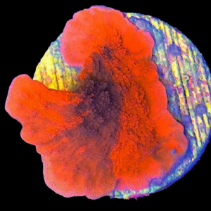 Aquacultured Monti Cap Grafted Red / Purple