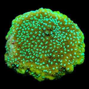 Aquacultured Monti Chartreuse