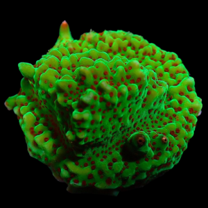 Aquacultured Monti Chilli Pepper