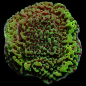 Aquacultured Monti Acid Swirl Confusa Lime