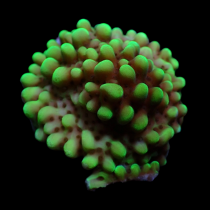 Aquacultured Monti Danae Solar Flare