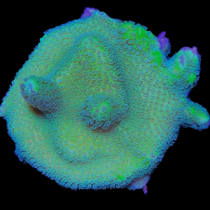 Aquacultured Monti Digitata Blue