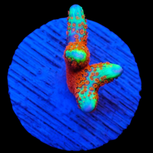 Aquacultured Monti Digitata Bubblegum