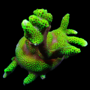 Aquacultured Monti Digitata Green