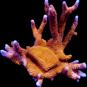 Aquacultured Monti Digitata Pink