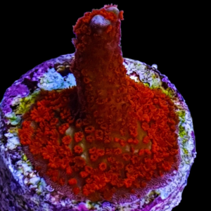 Aquacultured Monti Digitata Red