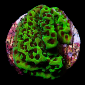 Aquacultured Monti Electric Forest