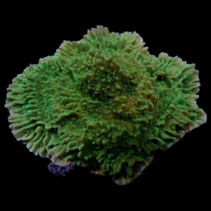 Aquacultured Monti Foliosa Scrolling