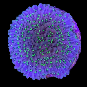 Aquacultured Monti Green Eyed Monster