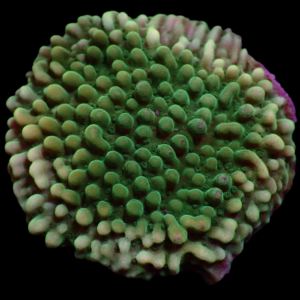 Aquacultured Monti Green Lantern