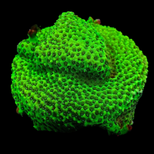 Aquacultured Monti Green Mystic