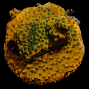 Aquacultured Monti Lava Island