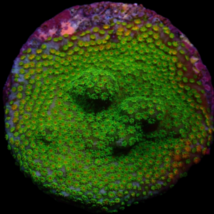Aquacultured Monti Melted Rainbow