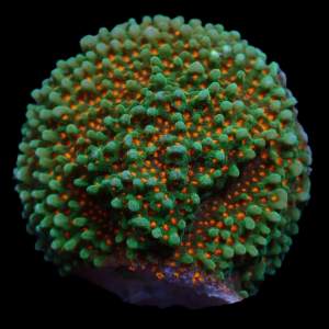 Aquacultured Monti Orange Skittles