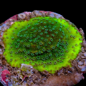 Aquacultured Monti Paradise