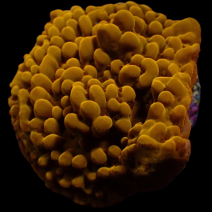 Aquacultured Monti Pheonix Danae
