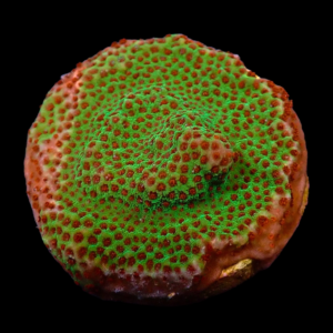 Aquacultured Monti Polka Dot