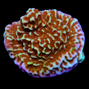 Aquacultured Monti Purple Haze