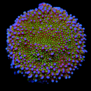 Aquacultured Monti Rainbow