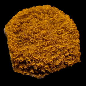 Aquacultured Monti Red Crawler