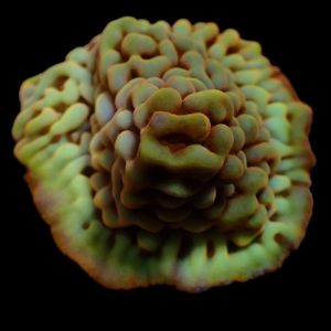 Aquacultured Monti Rose Gold