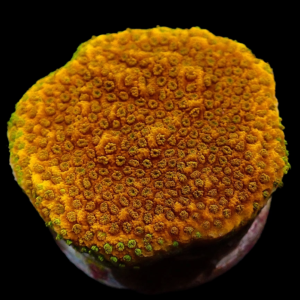 Aquacultured Monti Tequila Sunrise