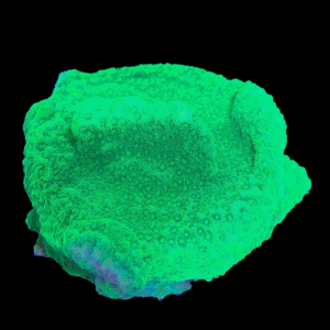 Aquacultured Monti Aequituberculata